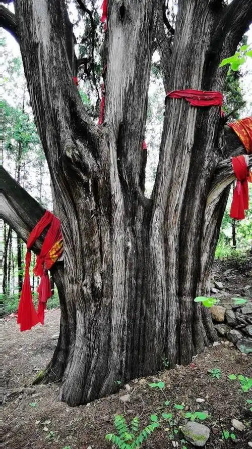 陕西最大最粗的柏树,2900年树龄!