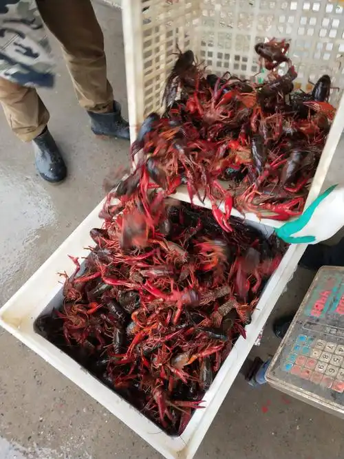 [小龙虾批发]小龙虾 潜江市义朗精品6789大红虾7-9肉质饱满底板干净