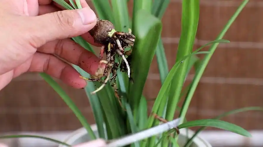 朱顶红的养殖方法和注意事项