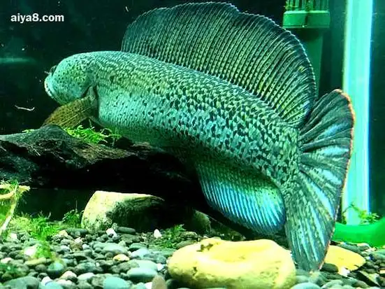 巴卡雷龙鱼怎么养_大型观赏鱼_观赏鱼大全_哎呀吧软件站