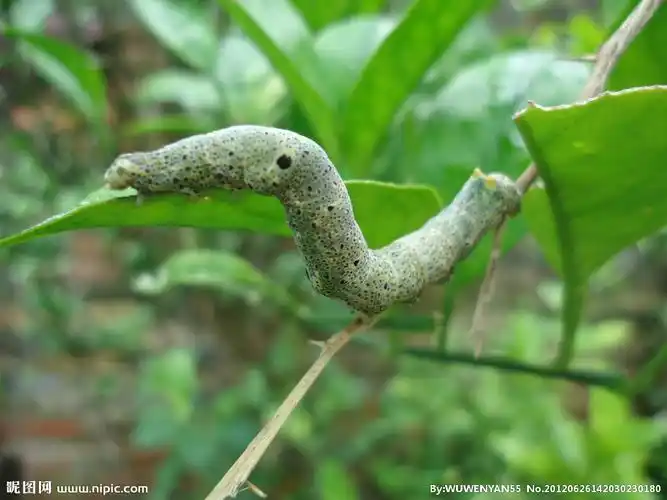 青虫图片
