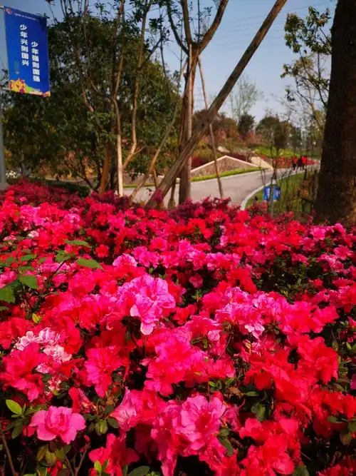 人们纷纷来到各大景区踏青赏花,其实,随着城市园林绿化的不断发展,在