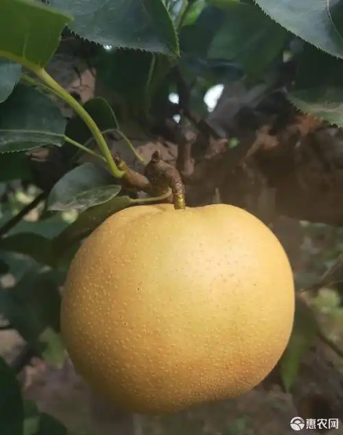 山东梨 丰水梨上市 供应一件代发 电商平台 超市 市场 出口