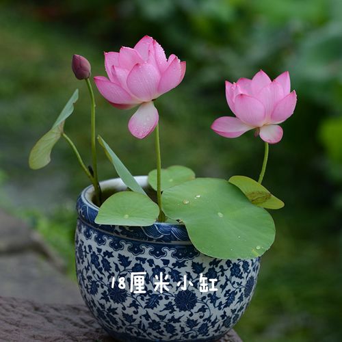 【小鸟依人】碗莲乌托邦小型可微莲水水培窗台阳台观赏小荷花种藕