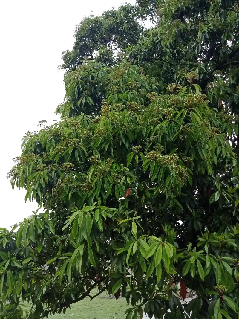 这是我们寨子里的檬子树,得天独厚,十里八村只有我们寨子周围有 - 抖