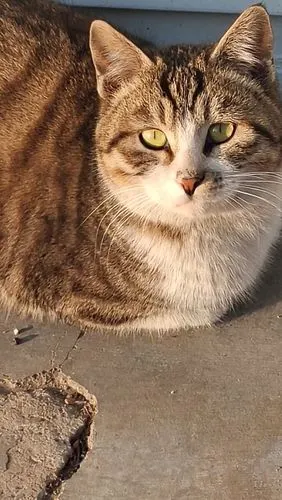 今天在室外溜达发现一只大花猫看着我我以为它饿了去商店买了点吃的