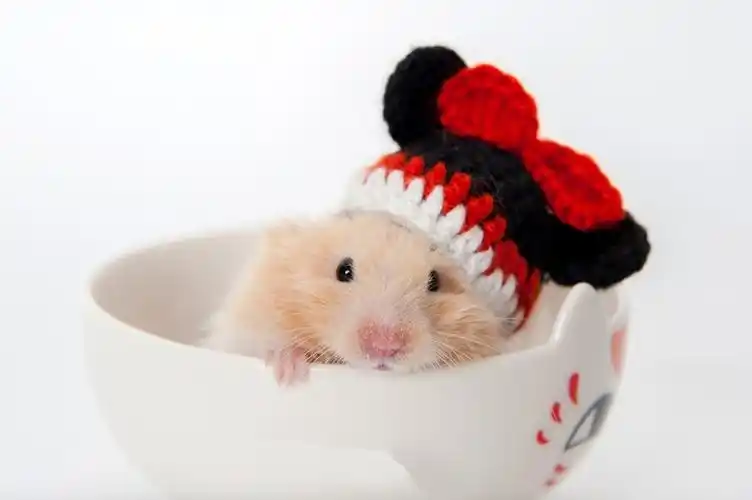 可爱的小仓鼠小老鼠图片