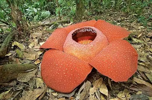 大王花之所以被叫做食人花,不是它有过吃人的案例,而是从它的外形看