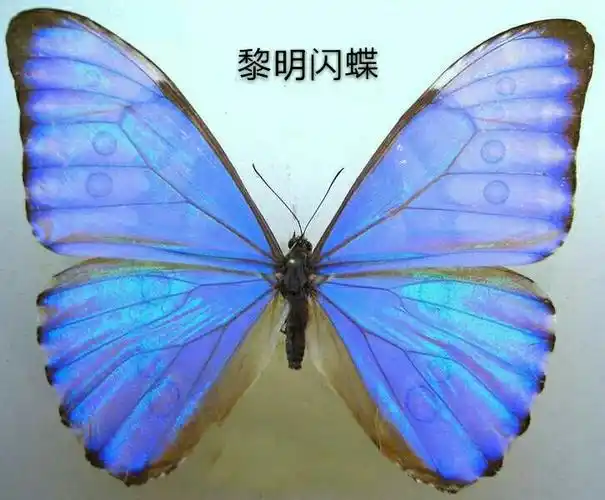 黎明闪蝶,   morpho  aurora   (westwood,1847)是一种淡蓝色的蝴蝶