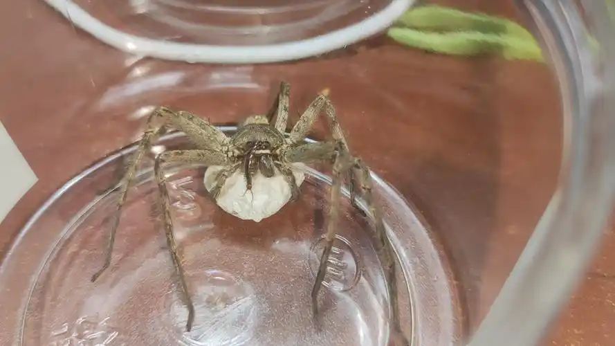 抱卵中的白额高脚蛛,蜈蚣爬到脸上都不为所动