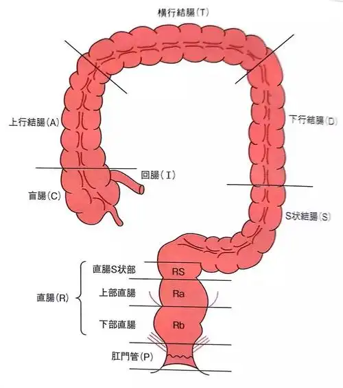 正常成人的结肠长度在一点五米左右,在腹腔内一般盘成一个m型,但个体