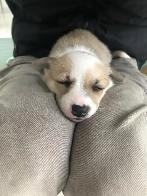 柯基混血小奶汪低偿领养,坐标福建