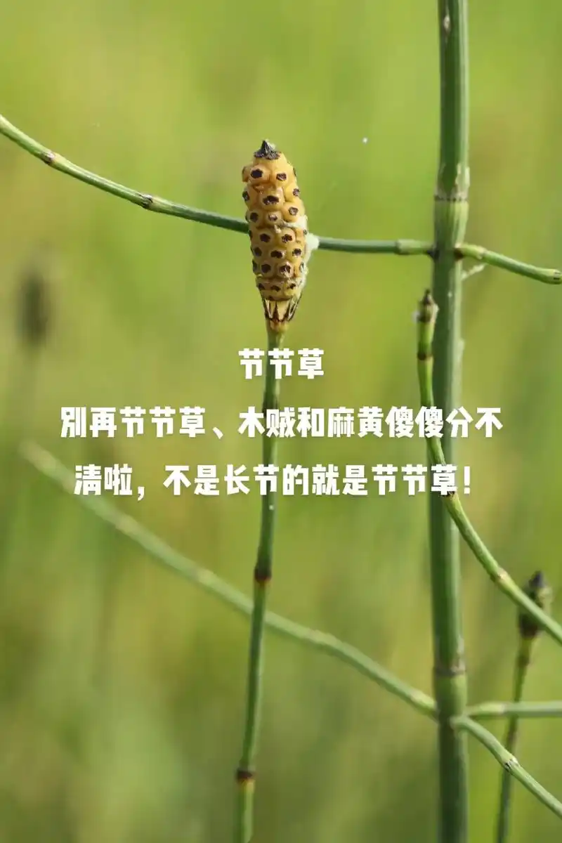 节节草和木贼的区别.别再节节草,木贼和麻黄傻傻分不清啦,别再 - 抖音