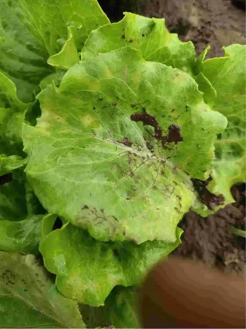 生菜叶子有黄点是什么病用什么药