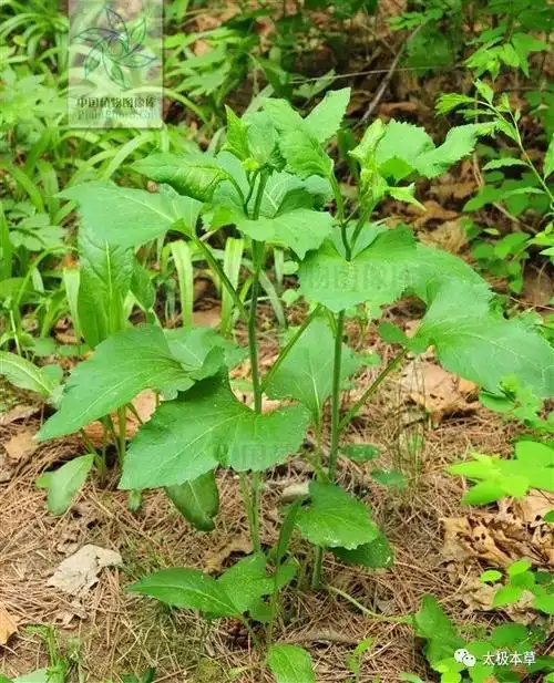 东风菜山边的野菜可用于毒蛇咬伤风湿性关节炎跌打损伤