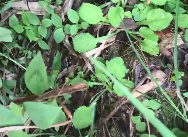 农村这种野草越来越罕见俗称黄瓜草煎水喝能治疗百日咳