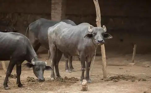 印度宠物动物水牛照片