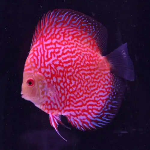 中小型热带淡水宠物鱼观赏鱼活体豹纹鸽子鱼红铁饼七彩神仙鱼活体