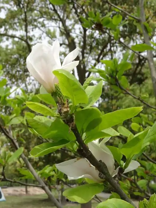 园林植物数字名录 被子植物门(一)