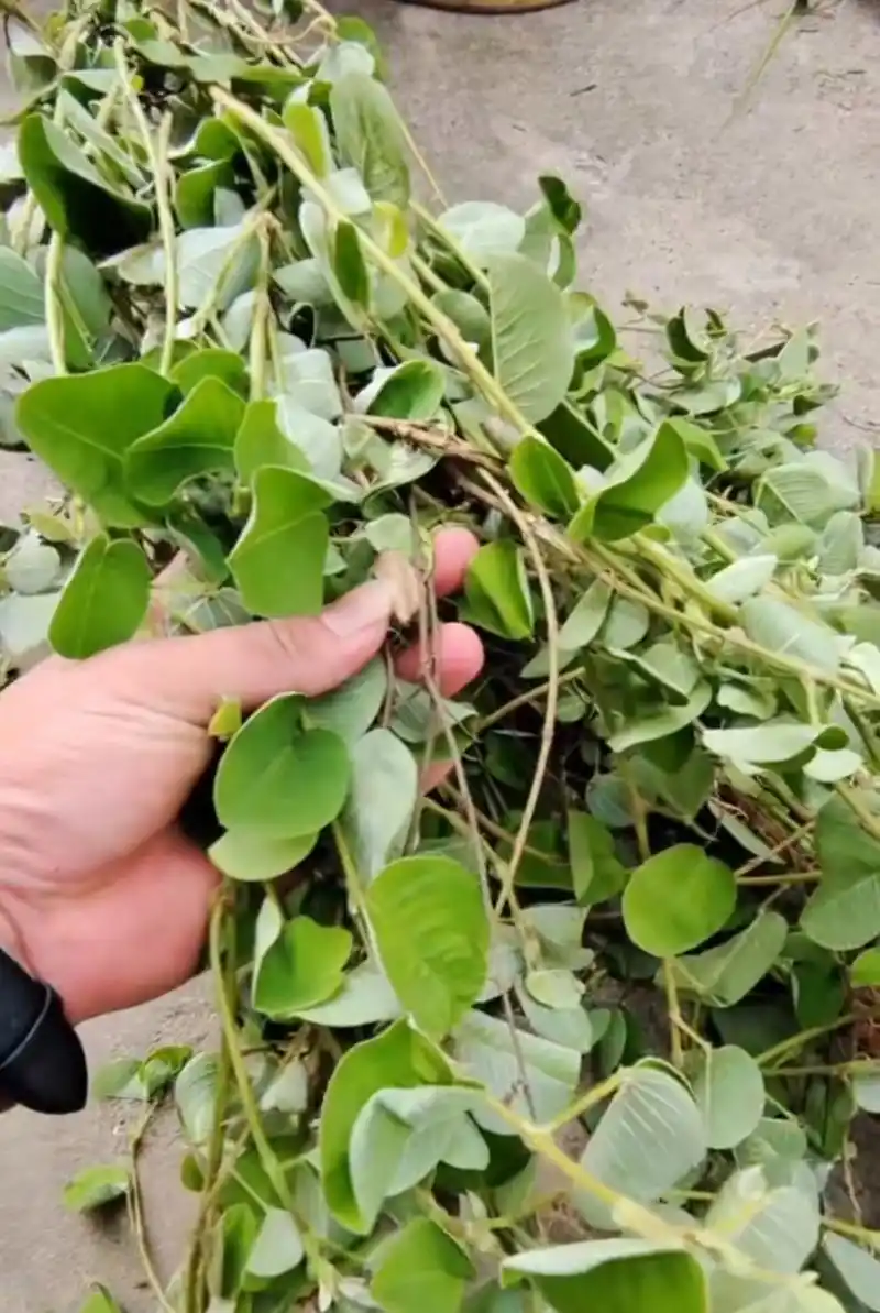 它的叶片很小,像钱币一样,所以得名"金钱草".