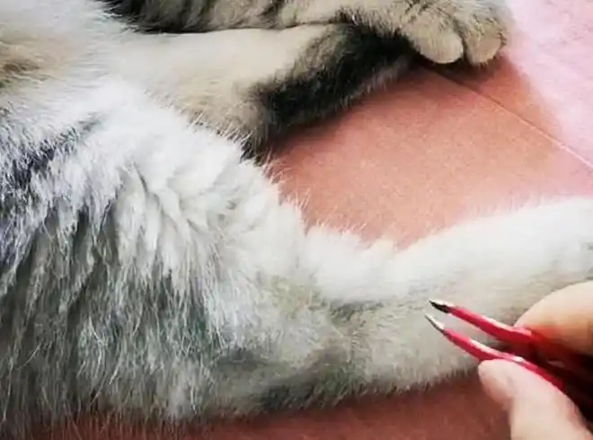 拿镊子拔猫咪腿毛主子抬腿一瞧满眼绝望我不完整了