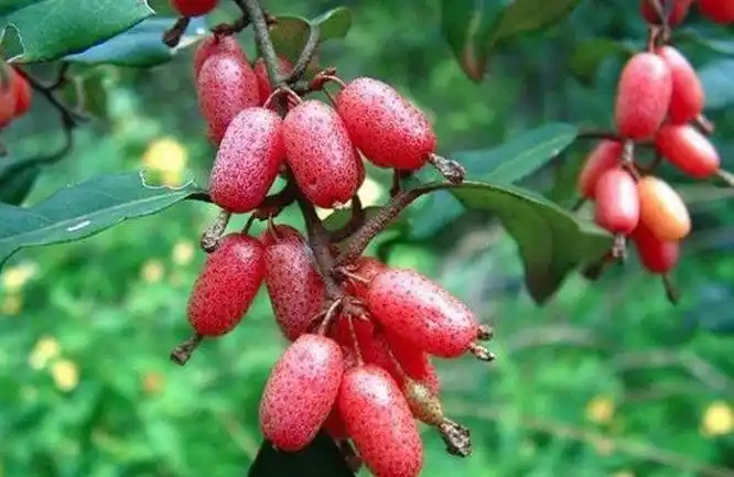 佛灯果 形状类似于枣又名佛思果,是一种不常见的水果.