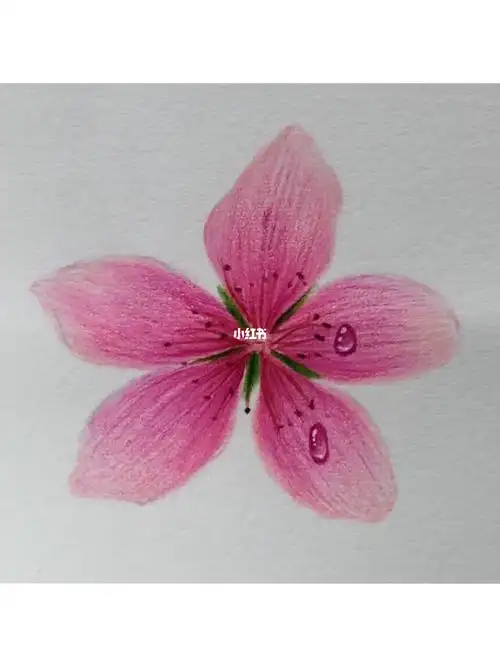 简单易学的彩铅小桃花视频教程更新