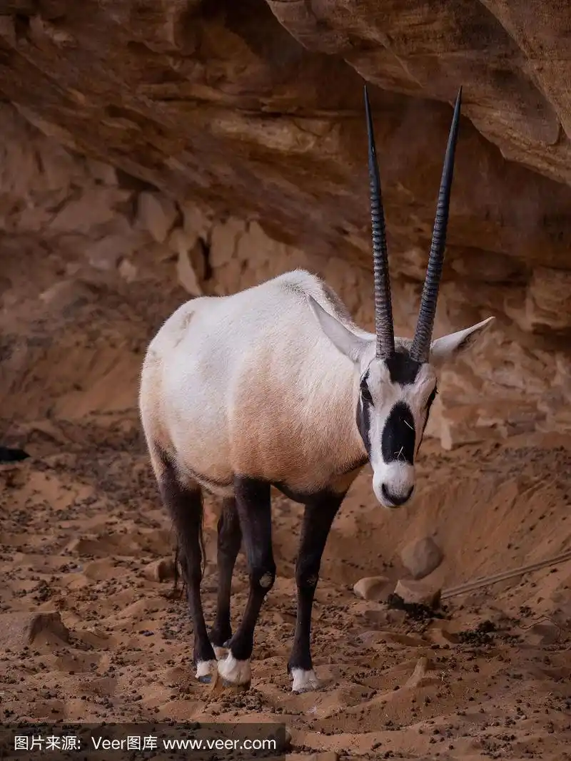 阿拉自然保护区的阿拉伯大羚羊