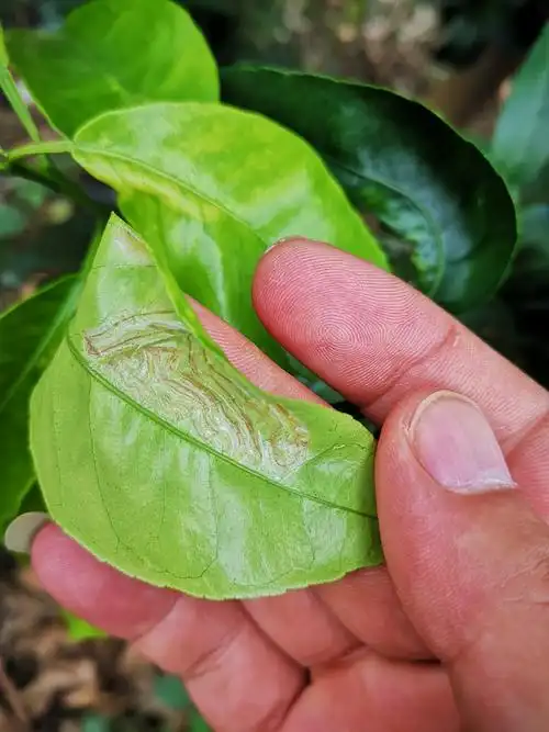 现场实践,认知果树病虫害(副本)