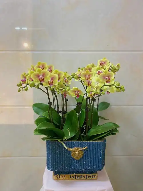 蝴蝶兰盆栽00