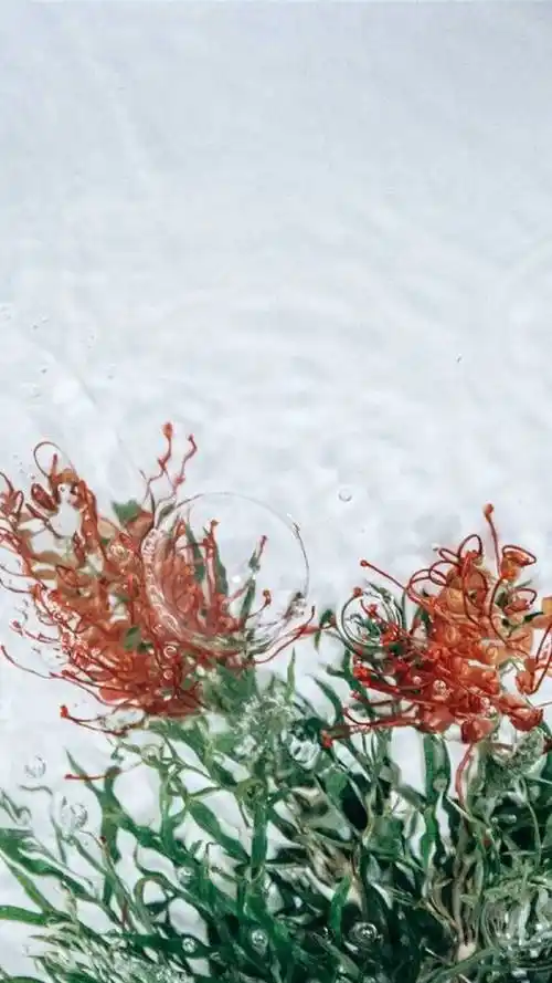 小清新,个性壁纸,清新花卉,唯美鲜花,小清新,个性,花事,手机壁纸水中