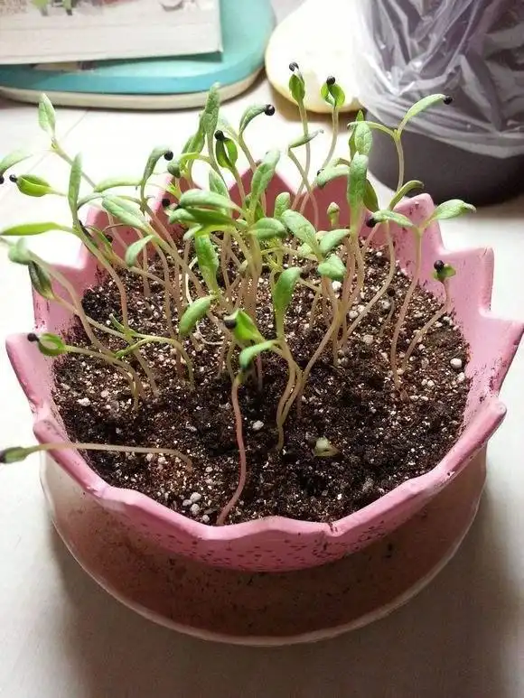 满天星种植方法与技巧(满天星的种植方法和注意事项)