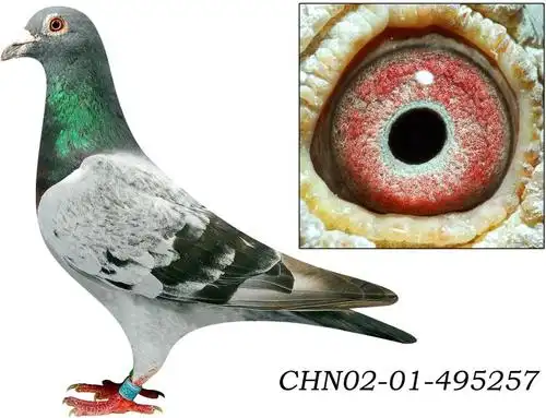 "狄尔巴257"雄 保证金级 拍卖