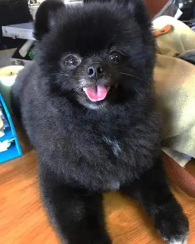 超可爱一只来自韩国名叫玉米的黑色小博美宠物狗狗