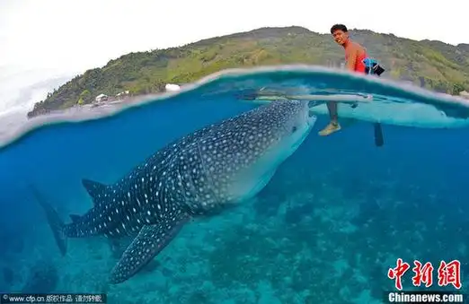 人与自然和谐相处渔民徒手喂鲸鲨