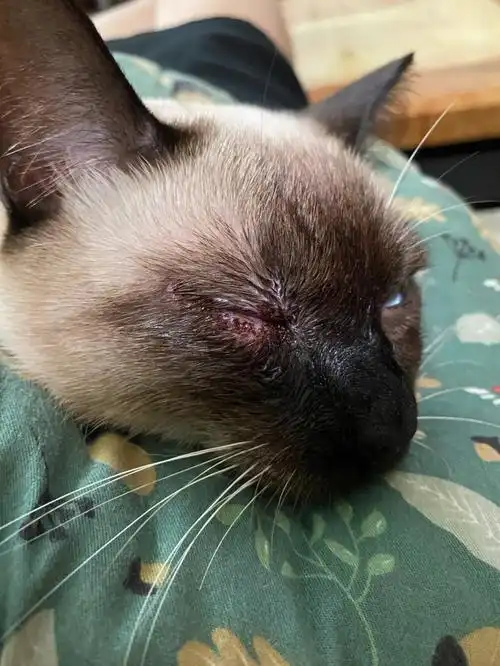 发炎  #暹罗猫的日常  #我有一只暹罗猫  #猫咪皮肤  #猫咪眼睛红肿