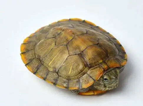 乌龟的种类名称图片