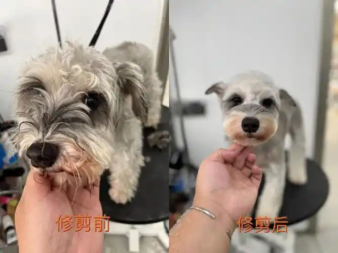 无锡宠物雪纳瑞美容修剪案例