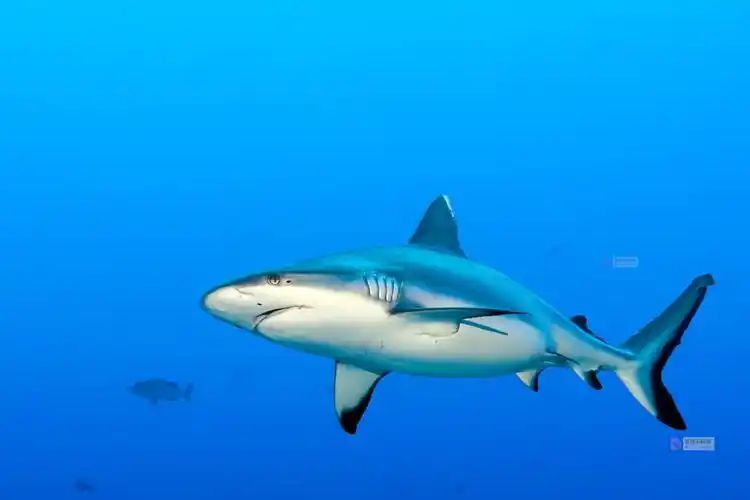 "鲨鱼宝宝"被反复用作对俄克拉荷马州囚犯的"酷刑事件":诉讼