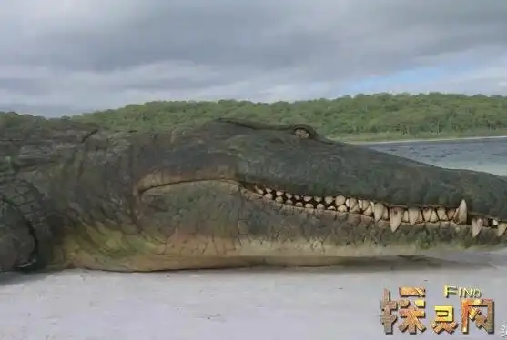 有学者将恐鳄和帝鳄来进行对比,恐鳄虽然体长,体重不及帝鳄,在当时