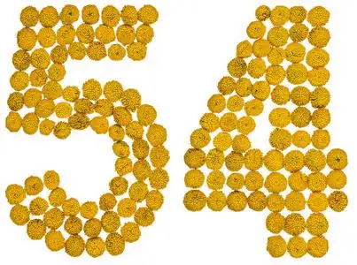 阿拉伯数字 54, 五十四, 从艾菊的黄色花朵, iso照片