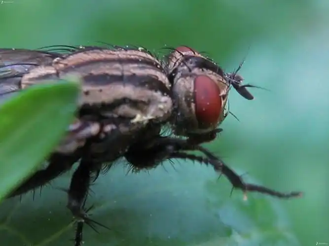 微距——好恶心的苍蝇