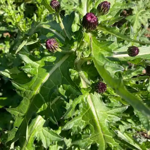 大蓟根新鲜刺蓟大刺盖剌儿菜萝卜草鞋刺土红花其他药食同源食品