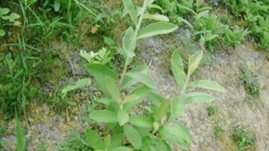 毛将军头野生过饥草土丁桂草生毛干货农产品#草头#汤料 #煲汤食材