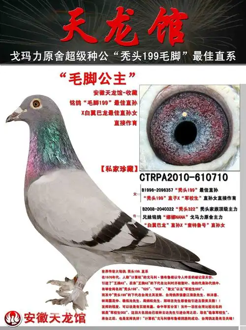 电脑.毛脚:★【毛脚公主】★_安徽天龙馆-中信网爱鸽商城