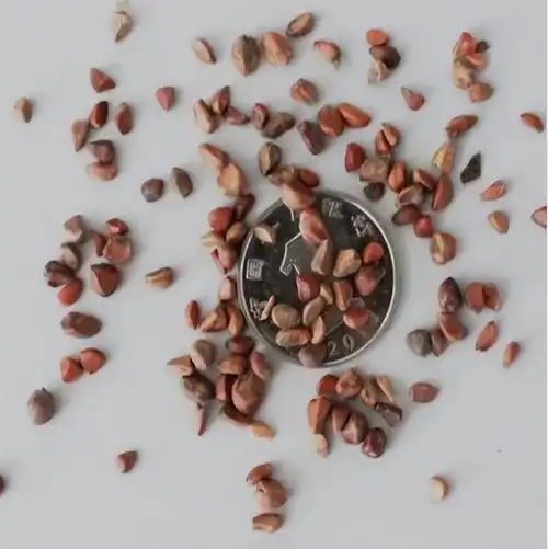 月季花种子的种植方法