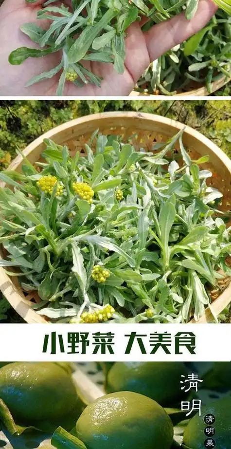 鼠耳草_鼠耳草的作用与功效