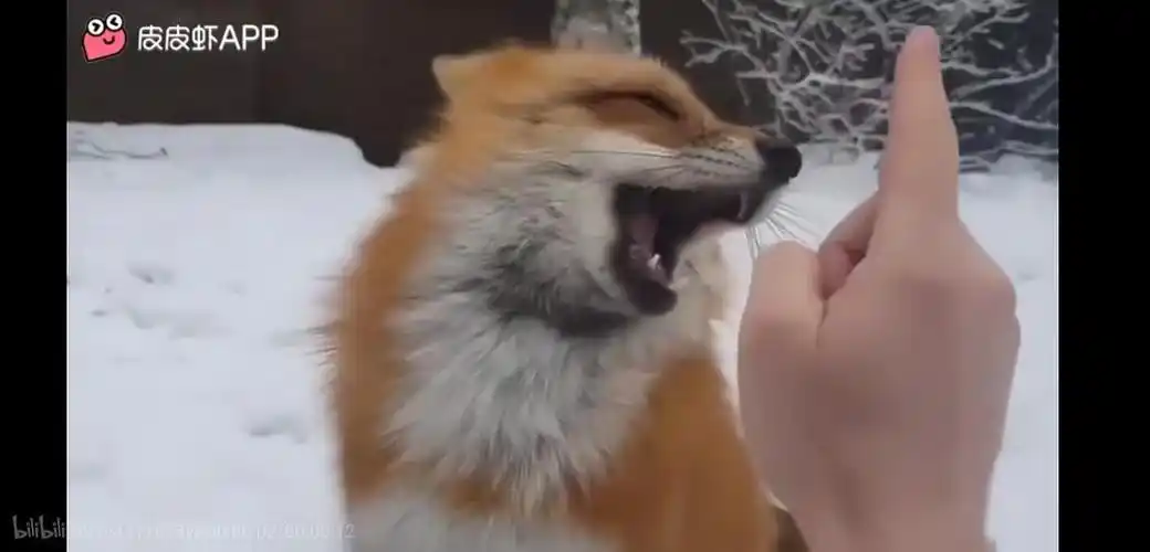 求一个狐狸的动态表情包