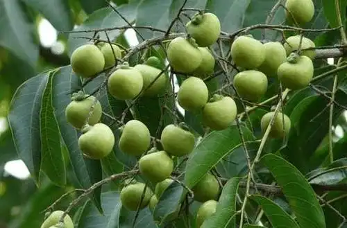 俗称洗手果,果似龙眼吃不得,20年前当肥皂用,洗头还能防头皮屑