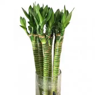 罗汉竹盆景图片(罗汉竹盆养怎么修剪视频)